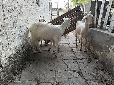 balaken heyvan satisi: 2ana keçi .2 erkək çəpiş .1dənə subay keçi . çəpişlər erkəkdi — 1