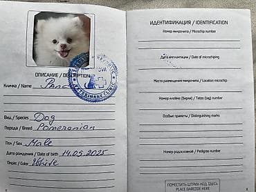 karella quş: Şpitz, 10 ay, Erkek — 4