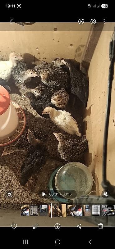 Atlar: Məhsul: Hinduşka balaları (piliçlər) Təsvir: - Şəkillərdə müxtəlif — 2