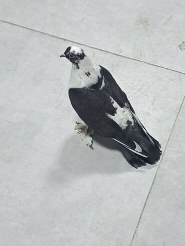 ucuz goyərcinlər: Dekorativ göyərçin – lələkli pəncəli, qara-ağ rəngli - Növ: dekorativ — 3