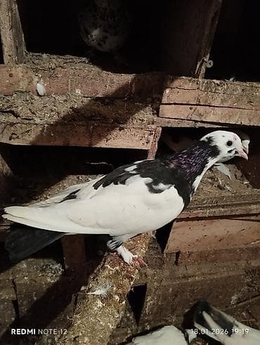 balaca pisik sekilleri: Qiymət 1-ne aiddir.Qara çil erkekdir cavan.Qara quyruq dəstədir boynu — 4