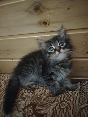 котята даром в душанбе: Турецкая ангора, Самец, Самка, В добрые руки, Бесплатная доставка — 5