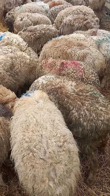 Salam 35dene bogaz qoyun