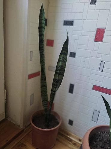 Цветок на продаже