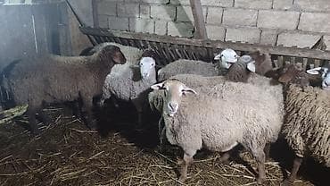 pisik bala: Sağlam cavan heyvanlardi kom satılır Kurdexanidadi. Ümumi 12 Heyvandi — 6