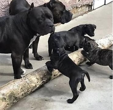 pitbul balasi qiymeti: Pitbul, Dişi — 1