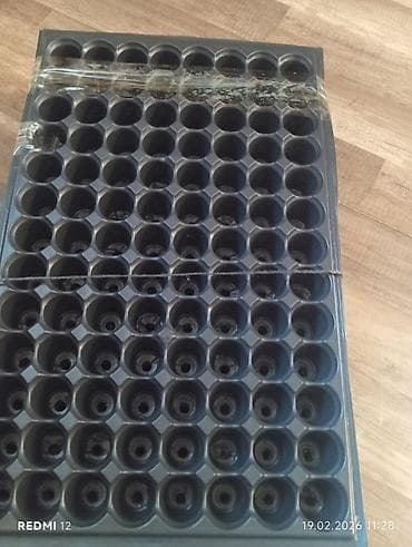 kalina bitkisi: Viol 50 eded badamdardadir 104 dukdu isdiyen desin axsam iceri seher — 3