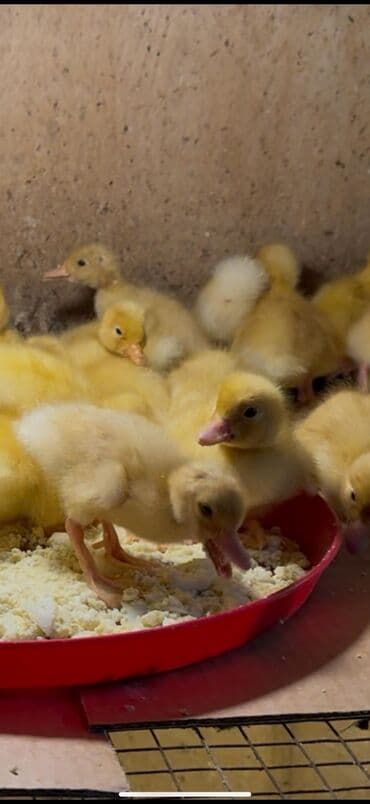 kayuqa ordək: Salam səsli Və Lal Ördək Satılır Ünvan Saray Sumqayit — 3