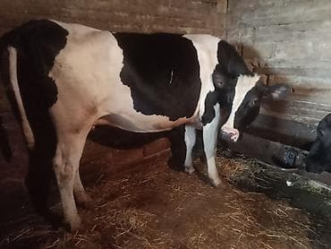 balali inək: Temiz cins inekler satilir 2 ci qarina 8 ay boqazdilar! — 5