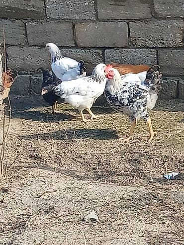 kend toyugu: ‼️ Təcili Satılır ‼️ 54 ədəd 3 ay yarımlığ Colpalar tam — 6