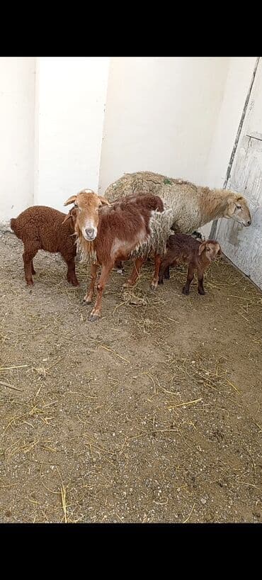 qurbanlıq qoyunlar: Dişi, Qala, il: 1, 50 kq, Damazlıq, Ünvandan götürmə — 1