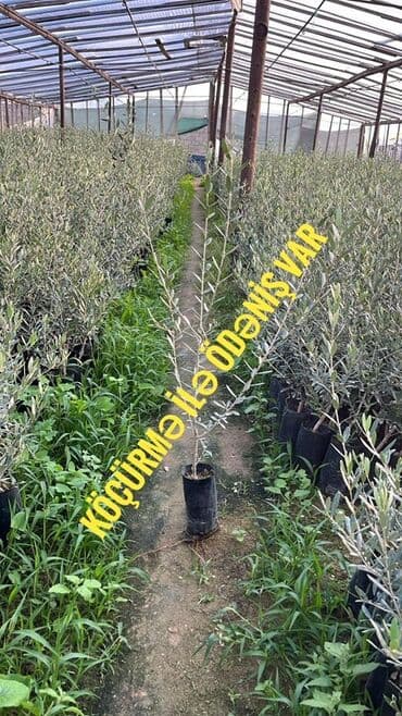 zeytun ağacı satışı: Salam, satista zeytun agaclari var hal hazirda Sort: Qemlik 1 agacin — 1