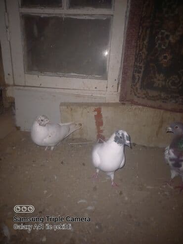 bülbül quşu satışı: Məhsul: Ev göyərçinləri Təsvir: - Şəkillərdə bir neçə cins və rəngdə — 1