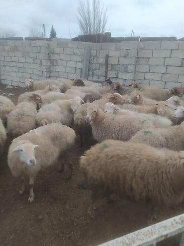 kreditle heyvan satisi: Qoyun sürüsü – ətlik və damazlıq üçün - Növ: yerli-qarışıq cinsli — 1