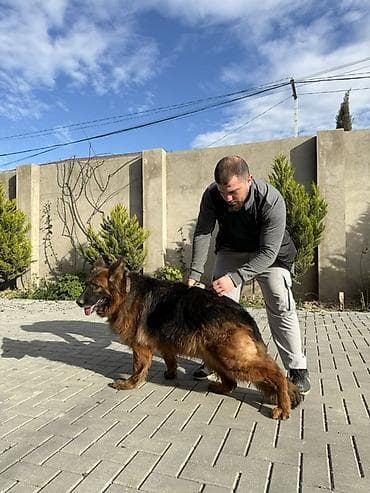 it adlari erkek: Alman çoban iti, Erkek — 3