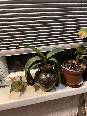 ev gulleri ve adlari: Otaq bitkiləri dəsti – 4 ədəd saksıda 1) Filodendron (uzanan gövdəli — 7