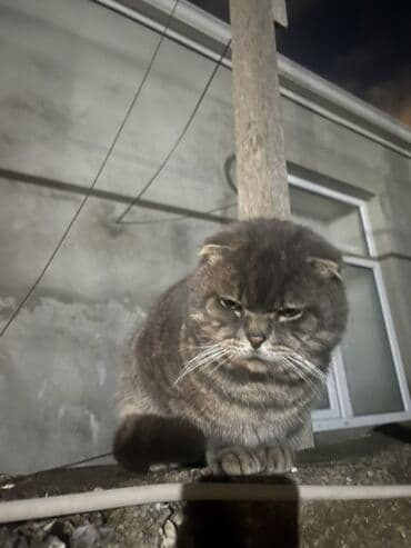 pişik yemləri: Şotland yastı qulaq — 2