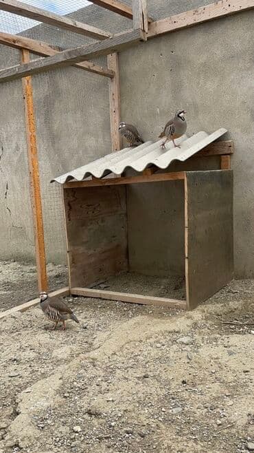 arpa bugda: Məhsul: Qınqırov kəklik (Alectoris chukar) – damazlıq və dekorativ — 3