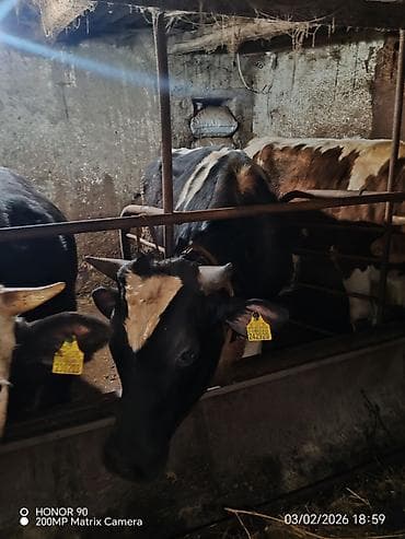 Птицы: Самец, Holsteyn, лет: 1, 400 кг, Для разведения, Платная доставка — 5