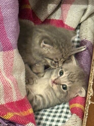 Gəmiricilər: Yaxşı əllərə — 3