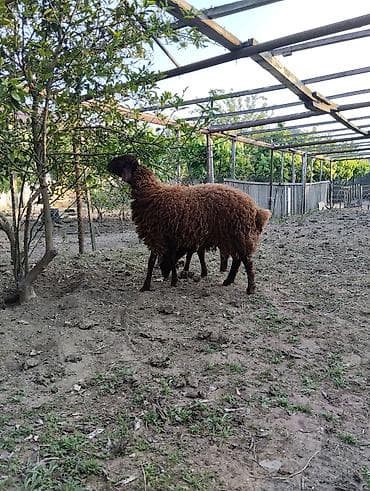 rotveyler satilir: 8 aylıq toyuğlu erkək təmiz qala cinsi qoç satılır.Diri çəkisi 55 — 5