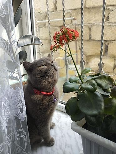 Quşlar: Britan, Erkək, Yaxşı əllərə, Ünvandan götürmə — 1