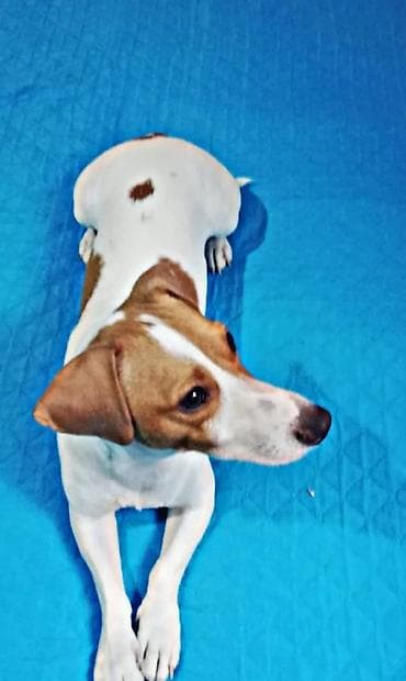 Jack Russell teryer erkey cute disi ahtarilir 
cons ferqi yoxdur