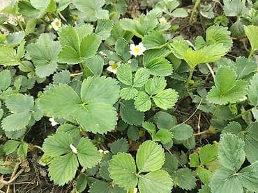 urək tort şəkilləri: Ciyelek stilleri satilir. Murona, albino sortlaridi qarisiqdi. 0.20 — 4