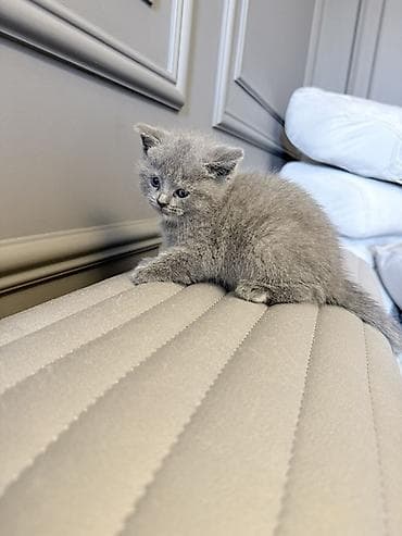 kangal balası: Britan — 3