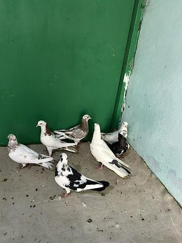 göyərçin pavlin: Birdenesi 10 manat — 3