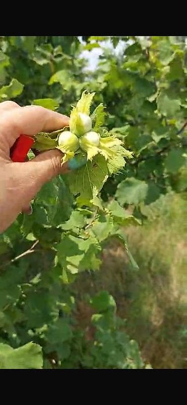 bolt hansi masinlari qebul edir: 150 sot, Biznes üçün, Barter mümkündür, Kupça (Çıxarış) — 7