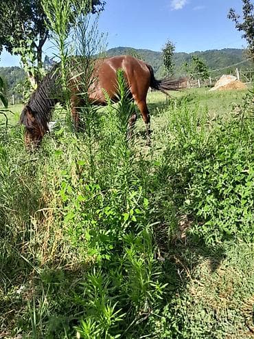 toyuq ucuz qiymete: Erkək, il: 8 — 1