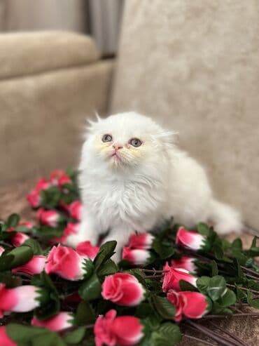 pişik geyimi: Şotland, Erkək, Dişi, Yaxşı əllərə, Ünvandan götürmə, Ödənişli çatdırılma, Rayonlara çatdırılma — 6