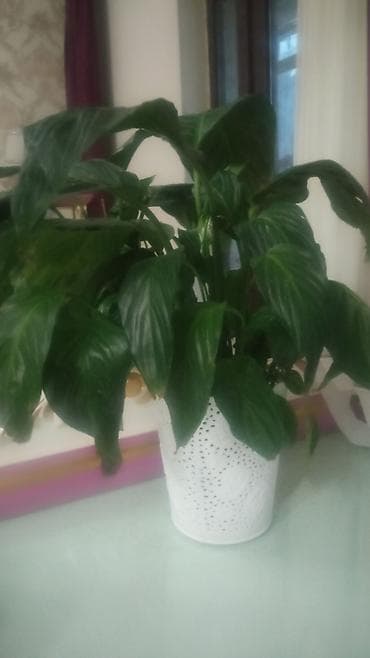 Otaq bitkisi – Spathiphyllum (Sülh zanbağı) - Parlaq, tünd-yaşıl iri