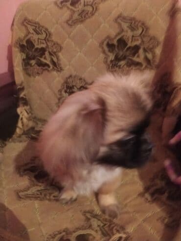 pekinez qiymeti: Pekines, 6 ay, Erkek, Peyvəndli, Ünvandan götürmə — 2