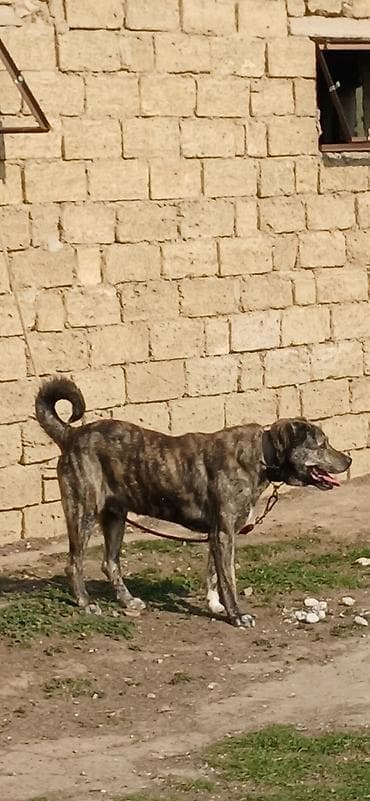 Digər heyvanlar: Qurdbasar, 2 il, Erkek — 7