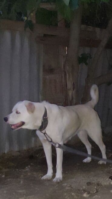 itler bala: 2.5 yaş 1 dəfə doğub 8 bala böyüdüb, sağlam heyvandır — 4