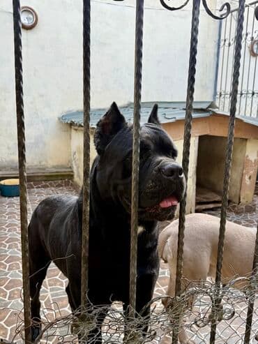 Собаки: Кане-корсо — 40