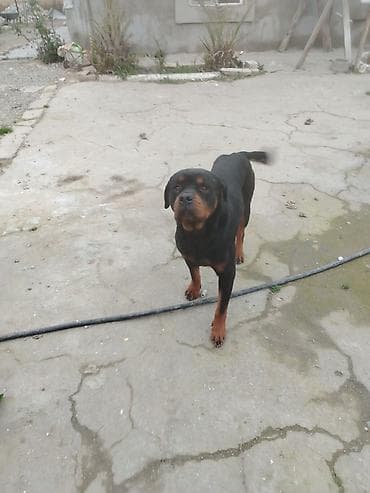 qara afçarka: Rotveyler, 11 ay — 2