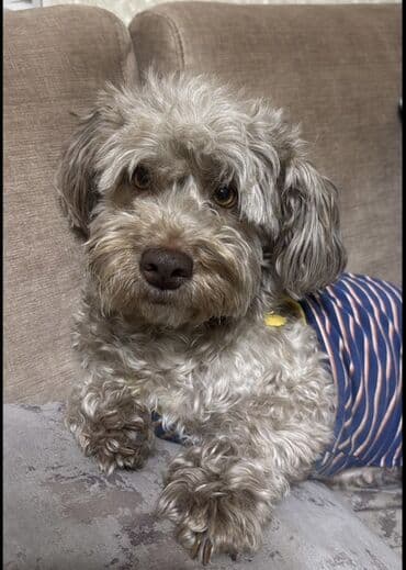 Pudel lalafo.az -da Pudel