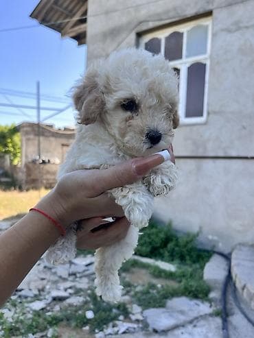 at satiwi: Pudel, 2 ay, Dişi, Sənədli, Pulsuz çatdırılma — 10