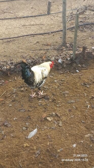 3D panellər: Saxlam xoruzdardi oz heyetimin hevanardi her rgde var — 3