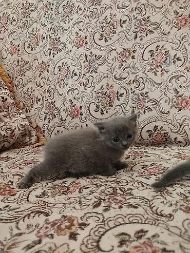 heyvanlar: Britaniya cins pişiyi - Zərif, tükü qısa və ipək kimi boz rəngdə - — 4