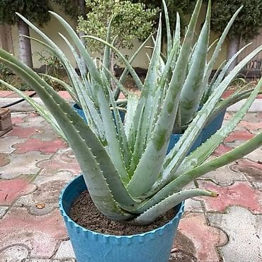 ev bitkisi: Aloe vera Barbadensis növü 4 illik dibçəklər endirimli qiymətlə həm — 1