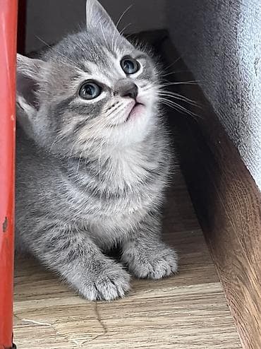 Britan, Erkək, Dişi, Yaxşı əllərə, Ünvandan götürmə