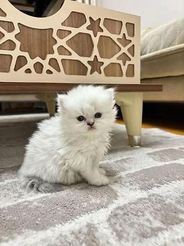 Britan, Yaxşı əllərə