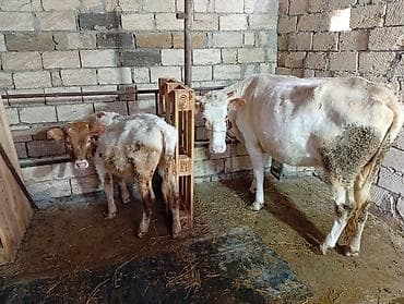 Salam aleykum ineyler bir yerde satılır ağ inəy smental melezi dir — 5