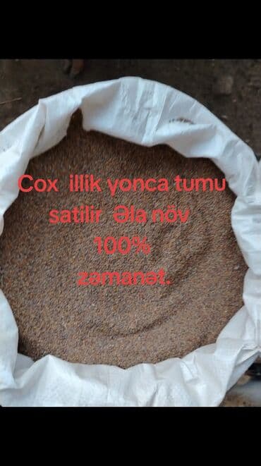 Məhsul: Çoxillik yonca toxumu - Növ: Əla növ, 100% zəmanət (şəkildə lalafo.az -da Məhsul: Çoxillik yonca toxumu - Növ: Əla növ, 100% zəmanət (şəkildə