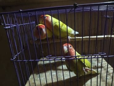 Nerazluçnik hazır mayalar sarı rəng hamsı sağlam prablemsiz gəşəy bala