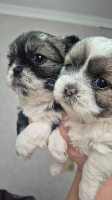 arı şəkilləri: Shi-tsu — 4